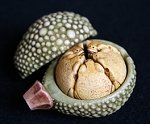 Frog Pod Netsuke
