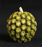 Ivory Frogberry