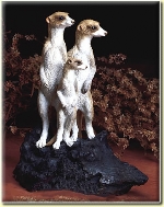 Meerkat Family