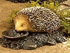 Hedgehog Eating
