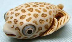 Puffa Fish