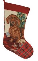 Dachshund