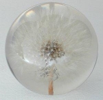 Dandelion Small