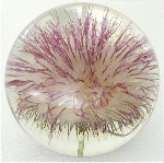 Thistle Small