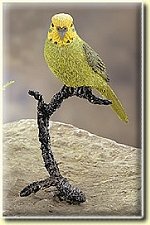 Green Budgie