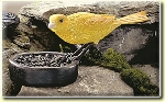 Canary