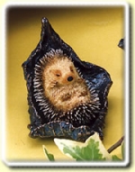 Sleepy Hedgehog