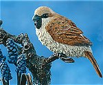 Sparrow and Grape Hyacinth