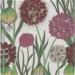 Allium